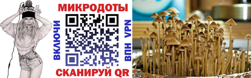 где найти   Ужур  Псилоцибиновые грибы Psilocybine cubensis 